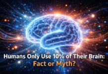 Humans Use 10% of Their Brain – Fact or Myth Explained Humans Use 10% of Their Brain – Fact or Myth Explained