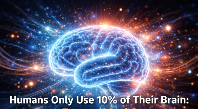 Humans Use 10% of Their Brain – Fact or Myth Explained Humans Use 10% of Their Brain – Fact or Myth Explained